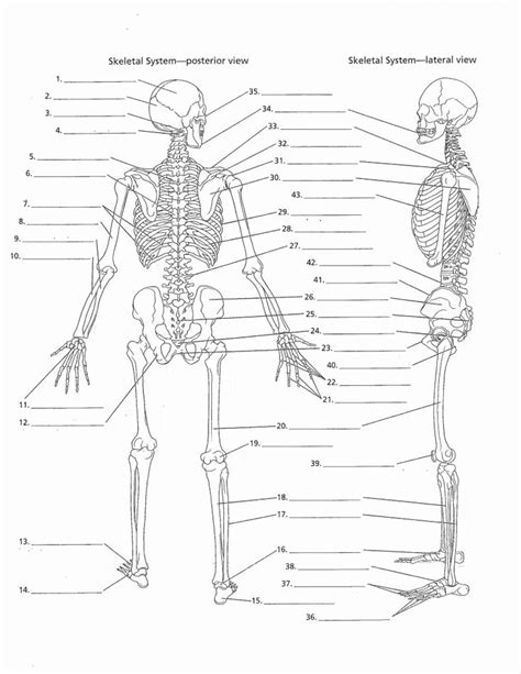 Worksheets Skeletal System Labeled