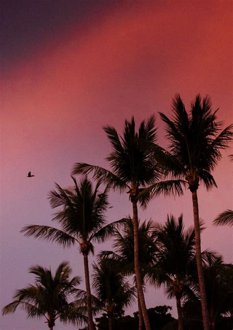 Pretty In Pink Vibrant Pink Sunset Palm Trees The Sunset Shop