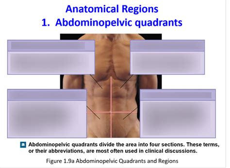 Anatomical Regions 1 Abdominopelvic Quadrants Diagram Quizlet