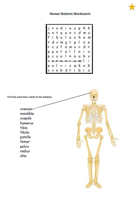 Human Skeleton Wordsearch Montessorisoul