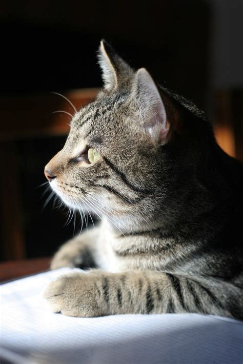 50 Best Tabbies Images On Pinterest Kittens Kitty Cats