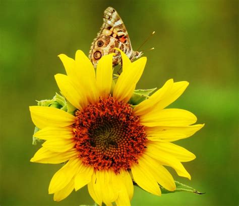 Sunflower And Butterfly How To Attract Birds Grow Butterflies