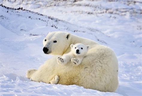 Polar Bear Mother And Newborn Cubs By Michelle Valberg Mv84145sm
