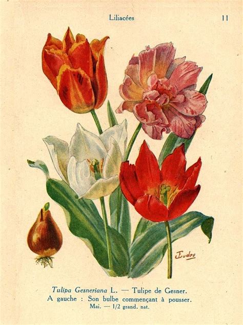 Botanical Tulip Illustrations Free To Download Botanical Tulip