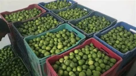 A Grade Maharashtra Fresh Green Lemon Export Quality Packaging Size 6