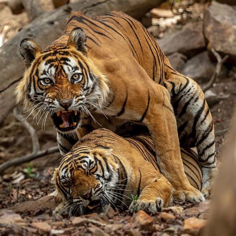 Tiger Mating Ranthambore And This Doesnt Come Easy At All It All
