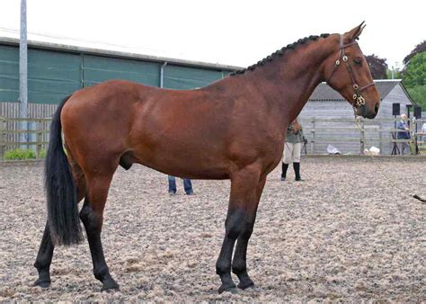 horse breed cleveland bay
