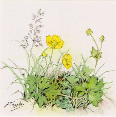 Buttercups Watercolour Painting By Jan Taylor Original