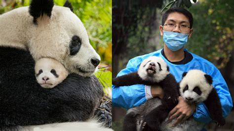 How China Was Able To Save The Giant Pandas Chinoy Tv 菲華電視台