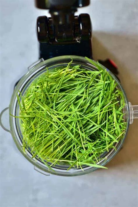 How To Make Wheatgrass Shots And Juice Alphafoodie