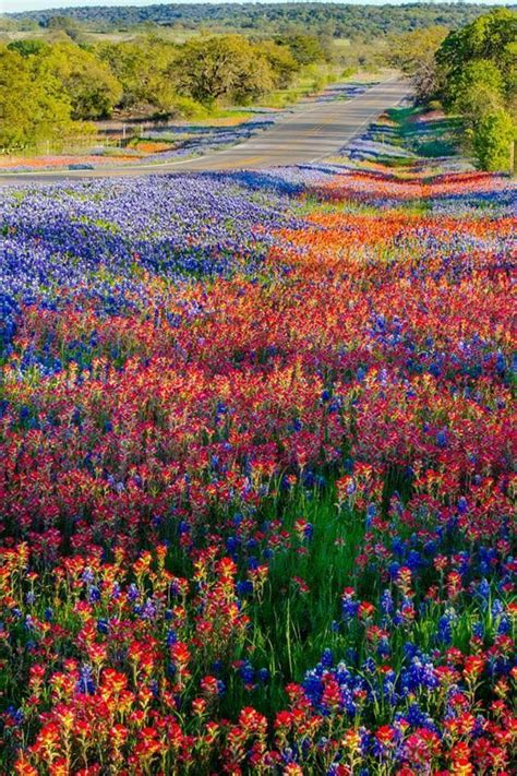 A Carpet Of Texas Wildflowers In The Spring Along Texas Highway 16