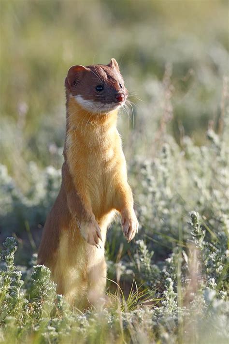 Short Tailed Weasel Standing On The Canadian Prairies By John E