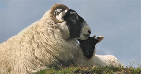 Scottish Blackface Sheep Breed Information History And Facts