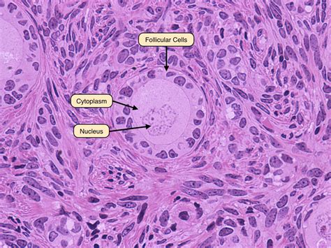 Primary Follicle Science Notes Medical Science Histology Slides