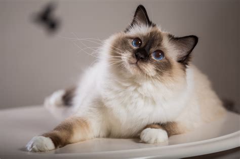 Birman Cat Breed History And Some Interesting Facts