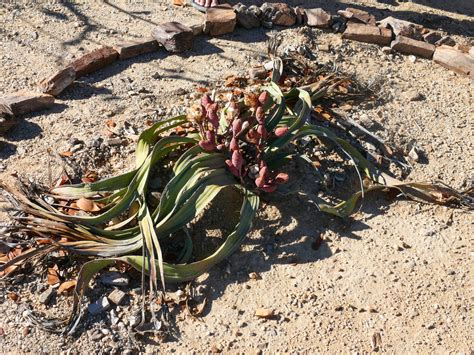 Welwitschia Nature Travel Namibia