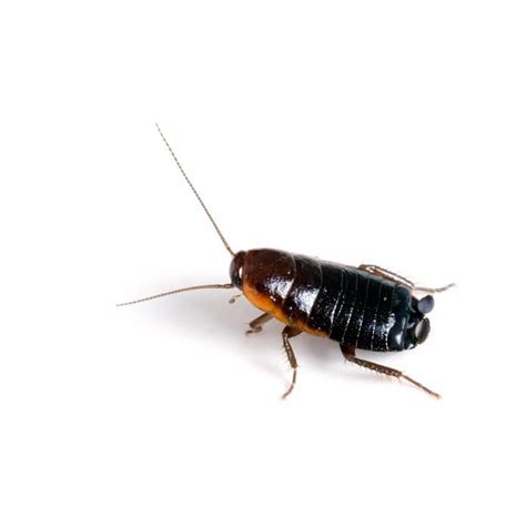 Types Of Cockroaches How To Identify Cockroach Species