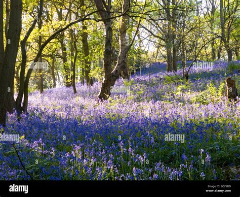 Spring Bluebells In Charnwood Forest Leicestershire England Uk Stock
