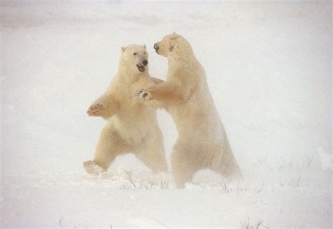 Dancing Polar Bear Cute Baby Animals Animals
