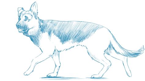 Dog Drawing Reference And Sketches For Artists