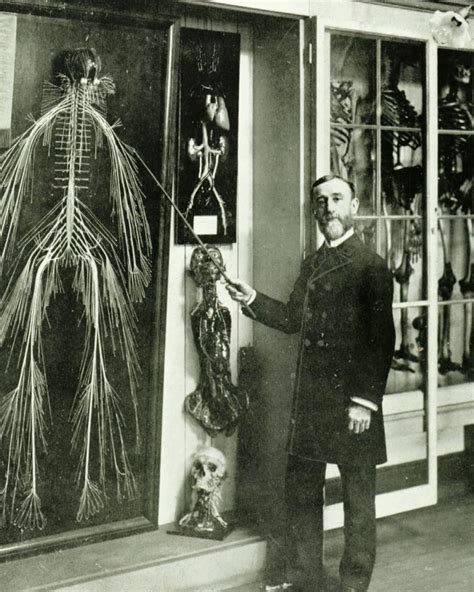 One Of Four Intact Human Nervous Systems That Have Been Preserved This