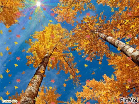 Picmix Com Fall Gif Images Falling Leaves Picmix Desktop Wallpaper Fall Free Fall