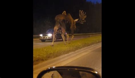 See full list on livescience.com Video: BIG Bull Moose Casually Strolls Down Median in ...