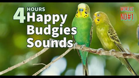 4 Hours Of Budgies Singing And Talking Happy Budgies Sounds Happy