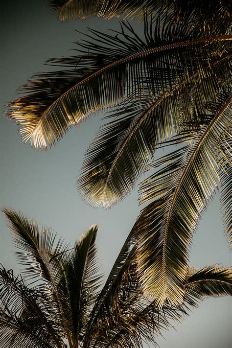 Palm Tree Branches Leaves Hd Phone Wallpaper Peakpx