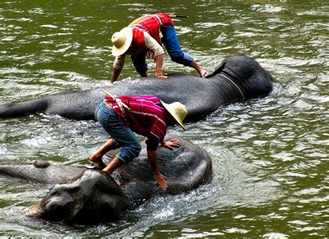 download free photo of elephants men washing river working from