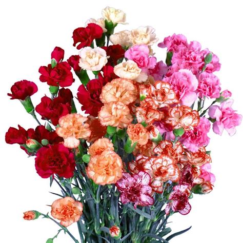Globalrose Fresh Novelty Color Spray Carnations 160 Stems 640 Blooms
