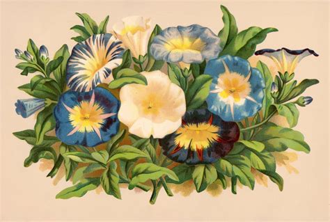 Vintage Morning Glories Instant Art Botanical Prints Vintage Flowers
