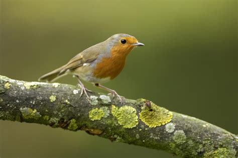 Merseysides Top 10 Garden Birds Liverpool Echo