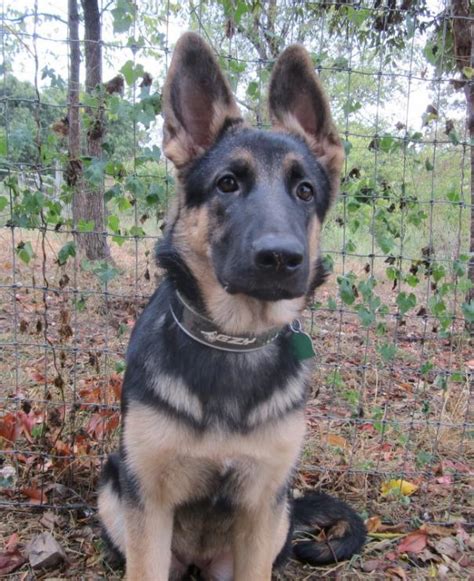 Saddle Or Blanket Back German Shepherd Dog Forums