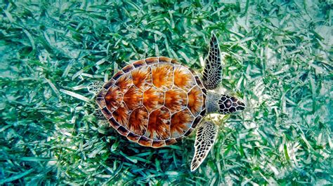 Download Animal Sea Turtle Hd Wallpaper