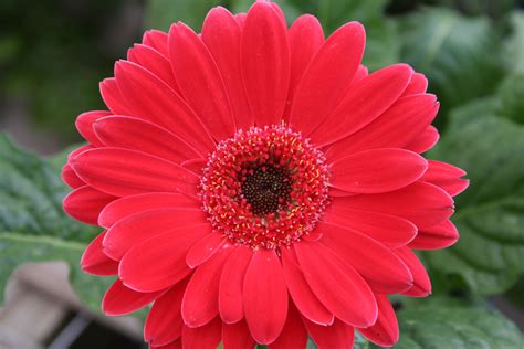 Red Daisy Flower Flowers Free Nature Pictures By Forestwander Nature
