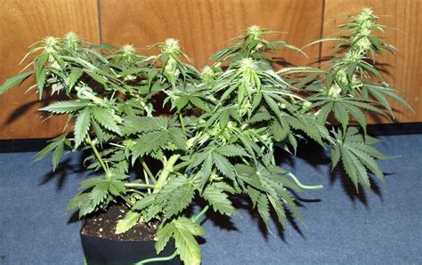 Autoflowering Cannabis Plant Size Autoflowering Cannabis Blog