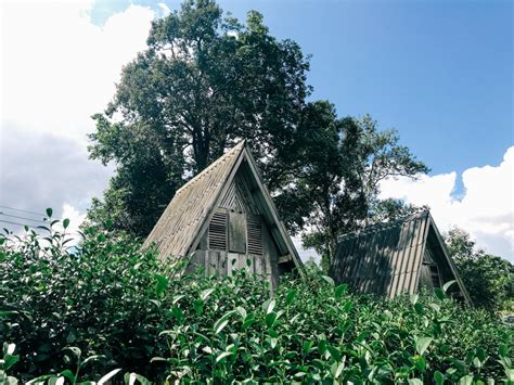 Contact gruenberg tea plantation haus on messenger. TEA PLANTATION At Uncle Detch's House
