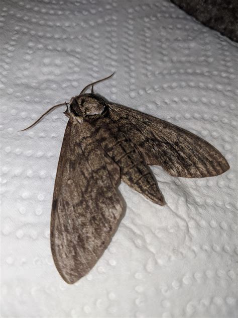 Can Anyone Help Me Identify This Moth Rmoths