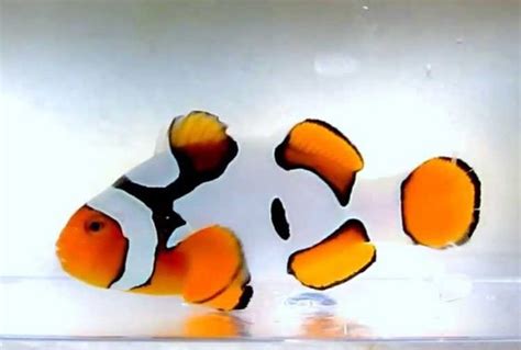 Snowflake Davinci Clownfish Amphiprion Ocellaris Saltwater Fish For Sale