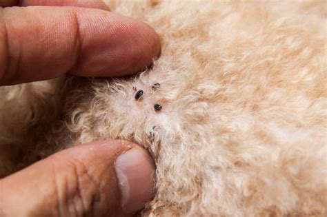 Identifying fleas on your pet. How to Know If You Have Fleas in Your House | Hunker