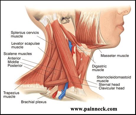 Large,flat, triangular bone of the shoulder. Neck Anatomy - Pain Neck