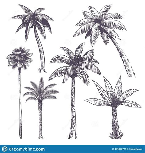 Palm Tree Sketch Palm Tree Drawing Flower Art Drawing Plant Drawing