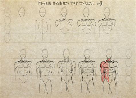 Male Torso Tutorial By Mkw No Ossan On Deviantart