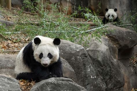 Panda Updates Monday October 10 Zoo Atlanta
