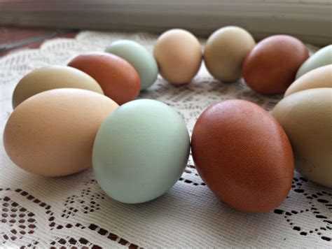 A Guide To Different Colored Chicken Eggs Backyard Poultry Chicken