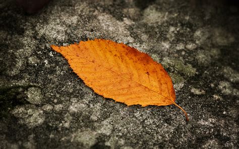 Fallen Leaf Wallpapers Hd Desktop And Mobile Backgrounds