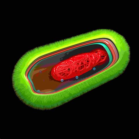These cells work together beautifully and let us function like a well oiled machine. Bacterial Cell Review