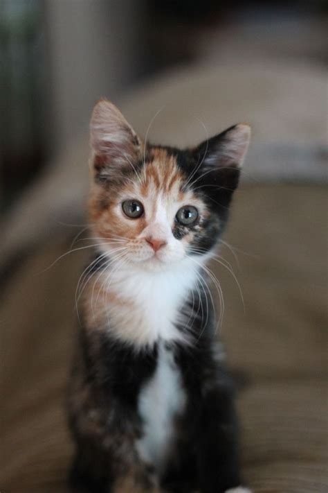1037 Best Calico Cats Images On Pinterest