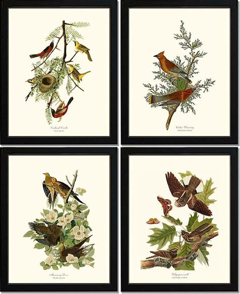 Audubon Bird Prints Vintage Art Set Of 4 Ready To Mat Or Frame 5x7 8x10